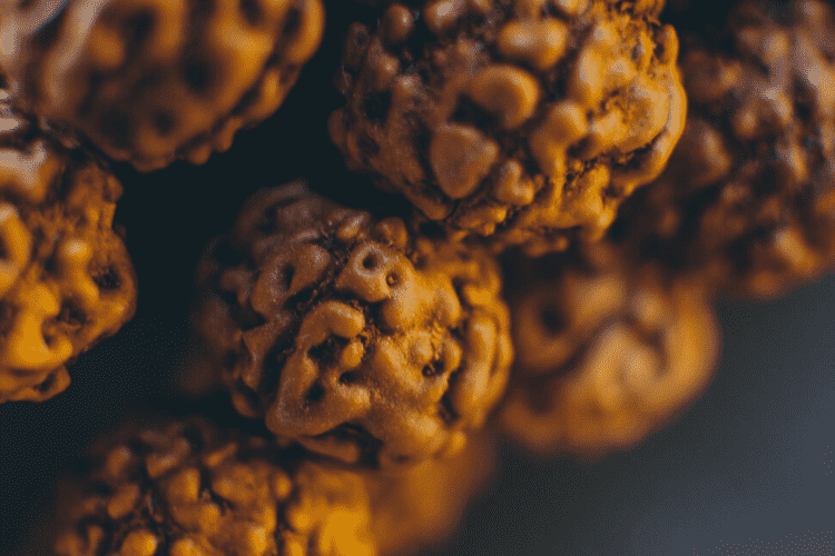 Why are Rudraksha seeds so highly valued?
