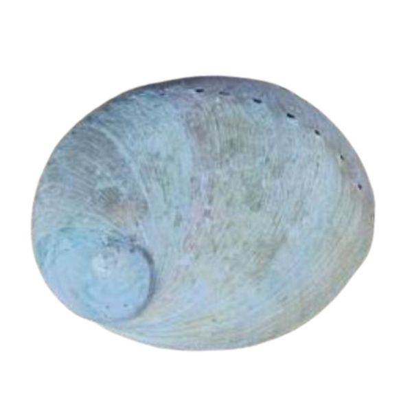Small Raw Abalone Shell – Perfect for Smudging & Rituals