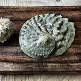 Raw Conicopora Abalone Shell - Sustainably Sourced