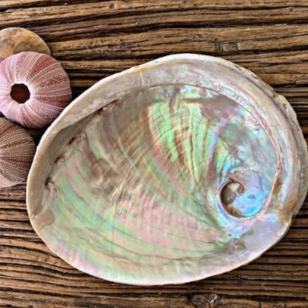 Inside Of Abalone Shell Abalone Shell Showing Outside Inside Mother